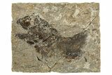 Oligocene Fossil Fish (Clupea sardinites) - Poland #320599-1